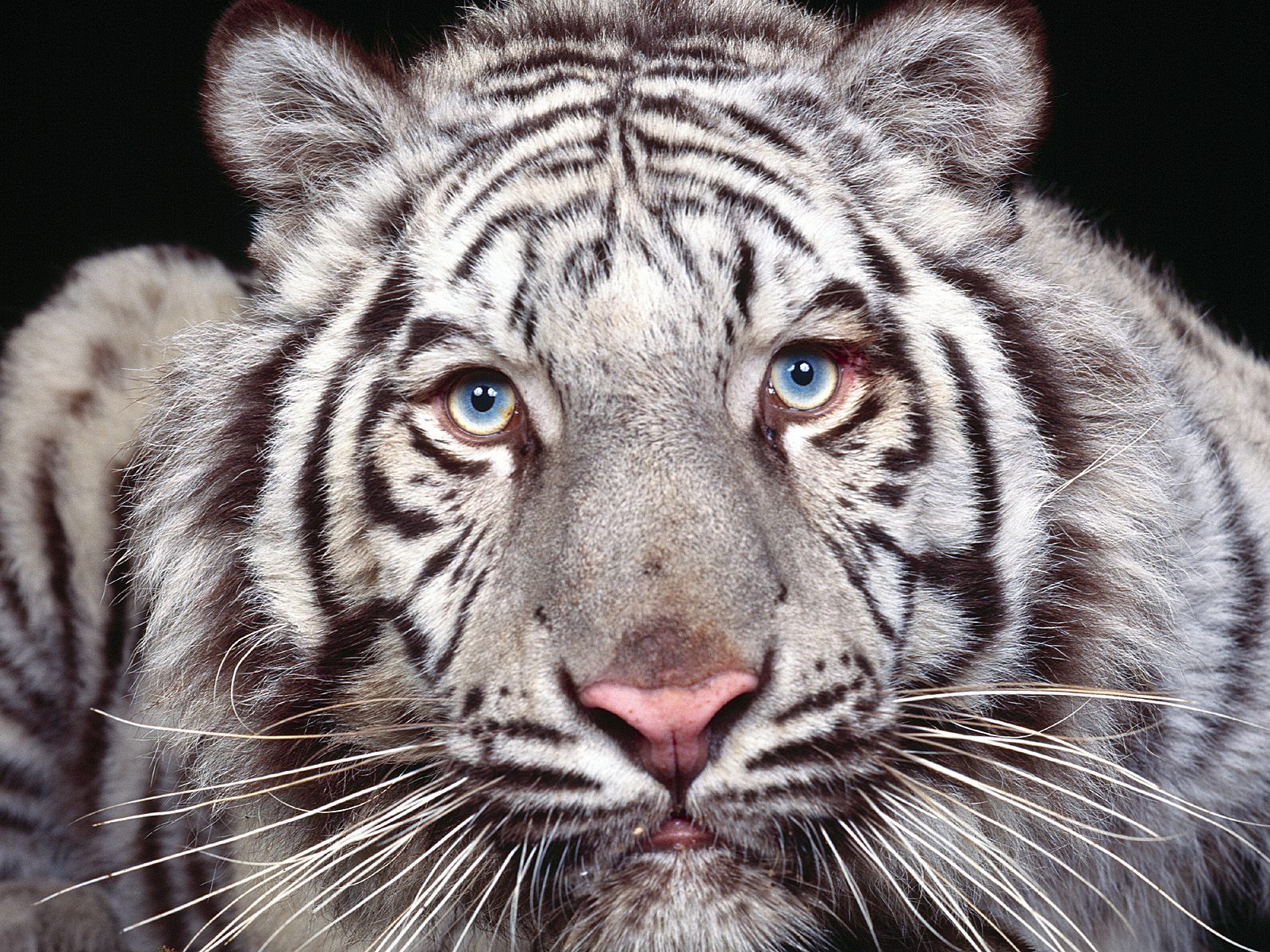 White Tiger