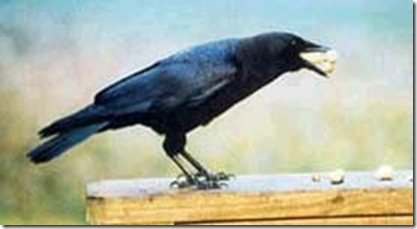 black crow