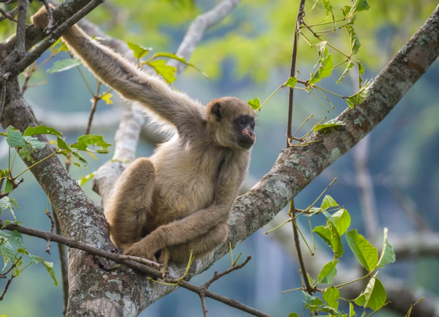 Aumentam esforços para diminuir risco de extinção do muriqui-do-norte