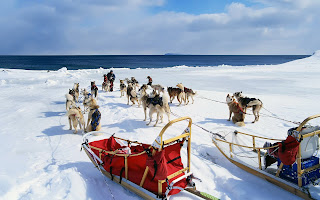 alaskan malamute sled dog pets huisdieren animaux de compagnie Haustiere animais Animale de companie animales domesticos husdjur Evcil Hayvan anifeiliaid anwes domace zvali binatang kesayangan augintiniai animali domestici peatai bet kay lemmikit mga alagang hayop domaci zvirata kucni ljubimci animals domestics maskotak binatang peliharaan hound canine pooch canis bow-wow despicable fellow qen txakurra it gos pas pes hond koer aso koira chien can hund kutya hundur madra cane canis suns kelb pies perro mbwa kopek ci anjing