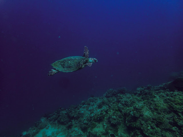 Cebu | Dive at Kuya Jom’s Crib, Catmon