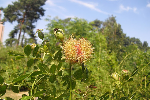 Blüte