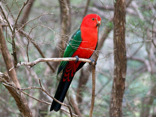 Australian King Parrot, http://dmjapan.blogspot.com/