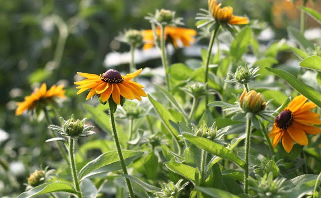 Rudbeckia Hirta Flowers Pictures