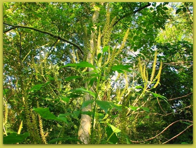 pictures of weed plants. A weed is a plant considered