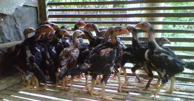 Cara Memilih Bibit Ayam  Bangkok yang  Bagus  Ayam  Bangkok