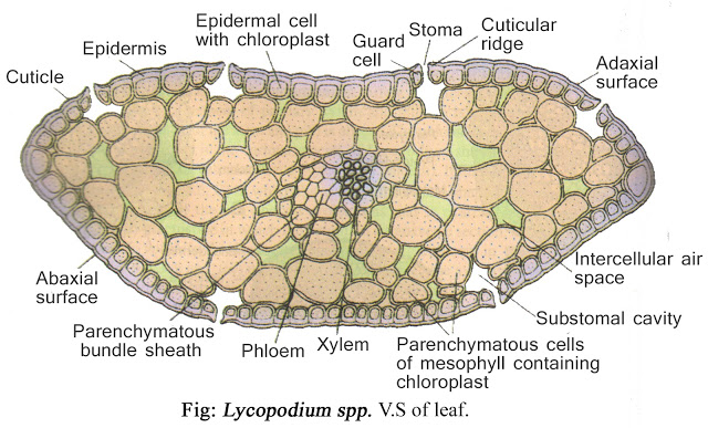 Lycopodium t.s of leaf