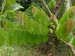 Phyllanthus acidus - Girembellier 