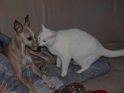 Relation chien et whippet - Whippet Nantes