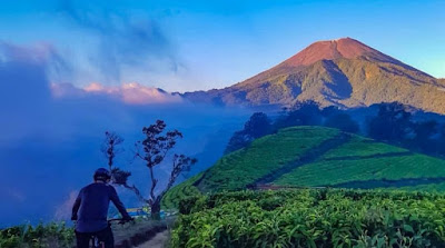 A year-end holiday charm in the cool Kaligua tea plantation peak of sakub