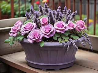 Container Gardening with Lavender and Roses