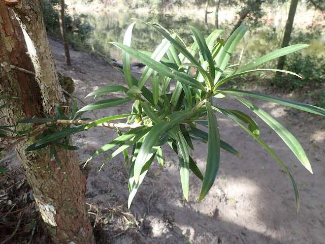 Podocarpus latifolius