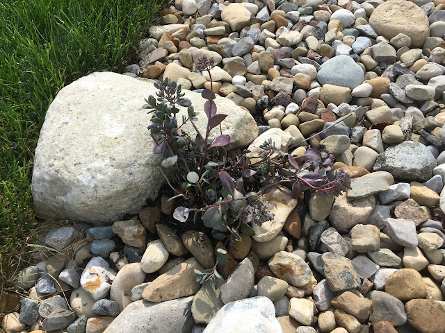 Sedum 'Dazzleberry'