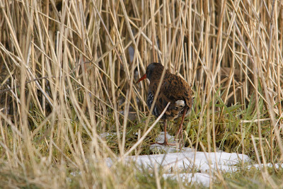 Wetterhintsje - Waterral - Rallus aquaticus