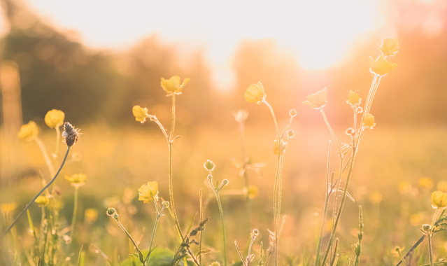 yellow flower field during sunset