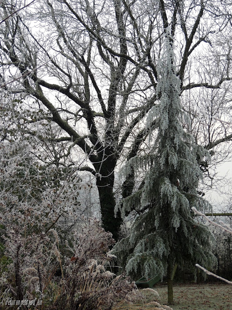 cèdre sous le gel en hiver