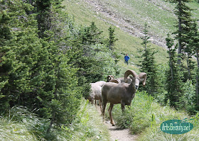 big horn sheep glacier national park montana family hiking trip summer vacation kids wanderlust wildlife nature outdoors 