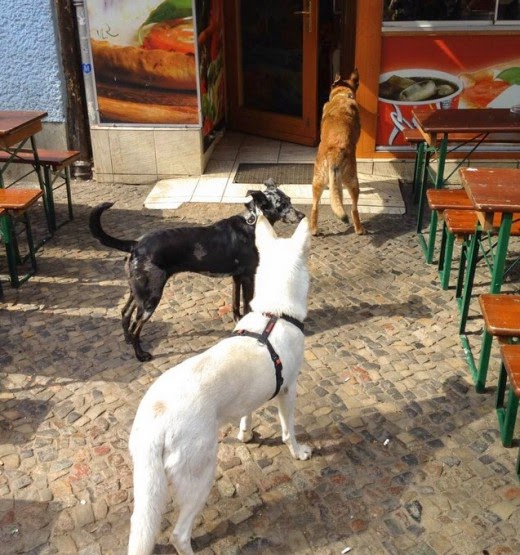 35 Pictures of Dogs Waiting For Their Owners Patiently Outside Shops