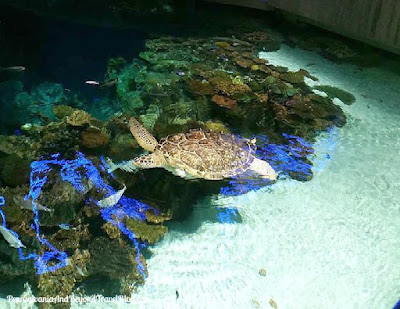 The National Aquarium in Baltimore Maryland at Inner Harbor