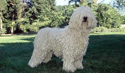 This is a large, white-colored Hungarian breed of livestock guardian dog with a long, corded coat. it is also referred to as 'mop dogs,' the Komondor is a long-established powerful dog breed that has a natural guardian instinct to guard livestock and other property. This breed has declared one of the Hungary’s national treasures, to be preserved and protected from modification. This is a large dog (many are over 30 inches tall), this is one of the largest common breeds of dog, or a molosser. The body is covered by a heavy, matted, corded coat.