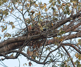 Red-tailed hawk nest in Tompkins Square locust tree