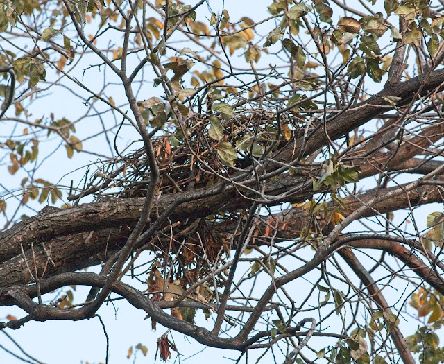 Red-tailed hawk nest in Tompkins Square locust tree