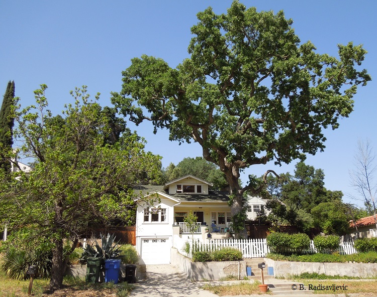Where to See Photogenic Oak Trees in Paso Robles, California