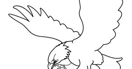  Sketsa Gambar Burung Hantu Merak Garuda Elang gambarcoloring