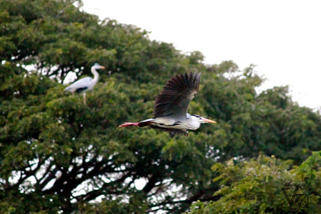 Grey Heron in flight and another one resting over the tree (left)