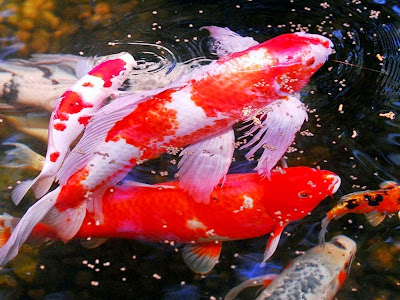 Ikan Koi