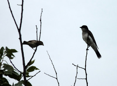 sparrow and kingbird