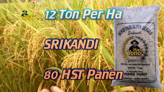 Padi SRIKANDI Premium 79 HST Panen