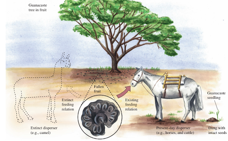 El Guanacaste estaba adaptado a la presencia de herbívoros para dispersar sus semillas, por lo que, si estos estaban extintos, no podían reproducirse. Sin embargo, algunas especies pueden integrarse a los ecosistemas eficazmente, aunque en este caso, dado que el competidor nativo ya estaba extinto, no se generó el problema clásico de especie invasora.