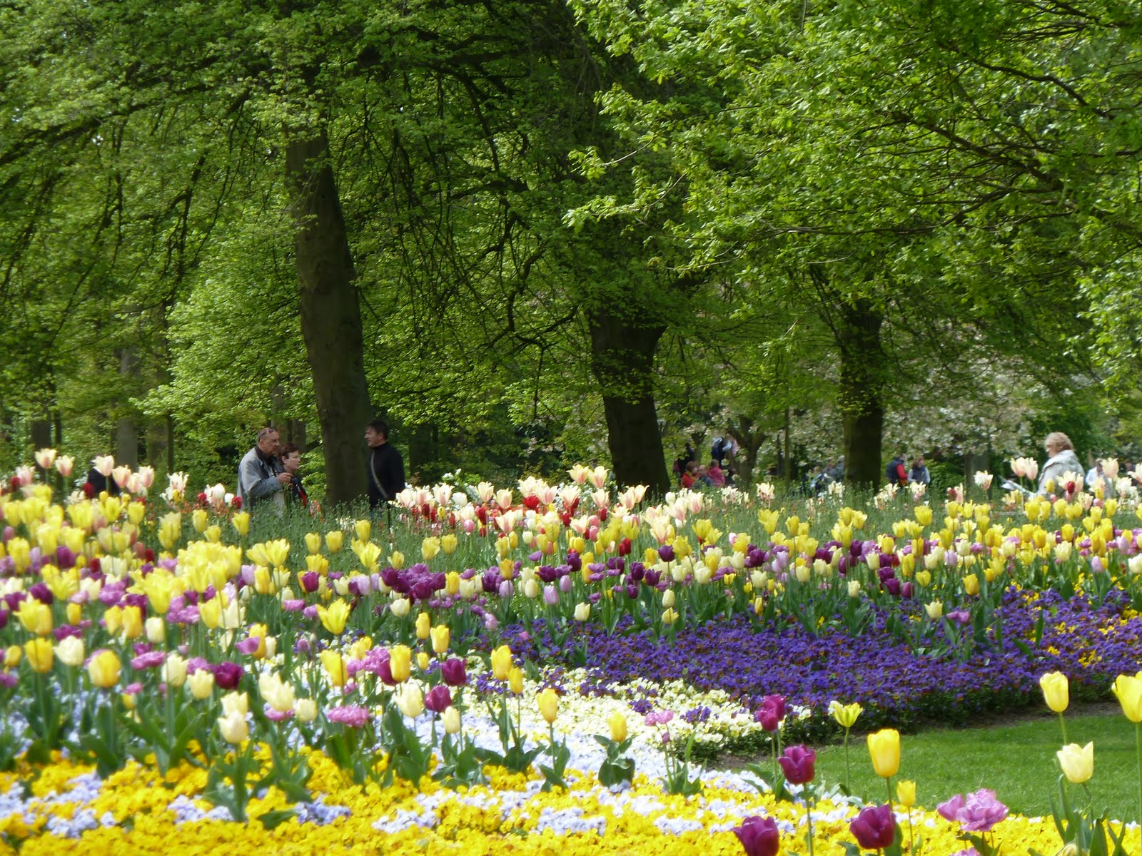  versailles  Keukenhof Taman  Surga Bunga 