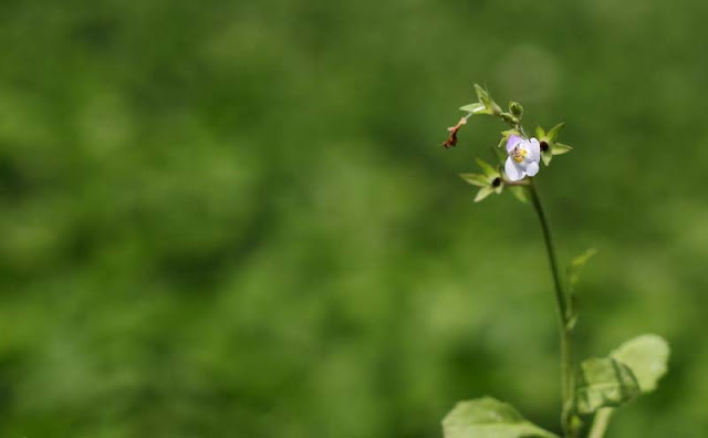 Mazus Japonicus Flowers Pictures