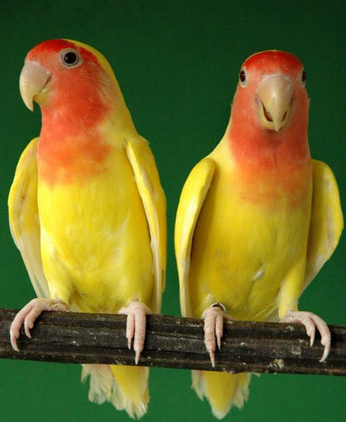 Tentang Burung  di Indonesia Gambar  Burung  Love Bird 