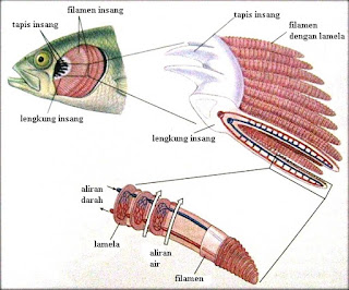 Bagaimana ikan bernapas di dalam air