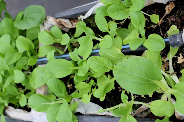 新竹採蕃茄草莓 高平農場