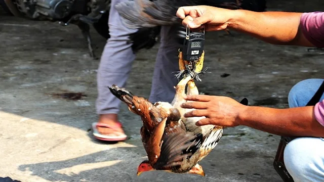 Harga Ayam Kampung 1 Ekor