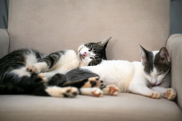 Two black-and-white cats lie in an armchair, snuggled together, toe beans towards the camera