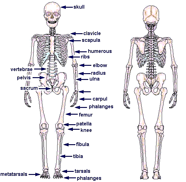 human anatomy skeleton. called bones or skeletons that