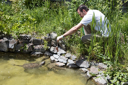 homme qui donne à manger aux tortues