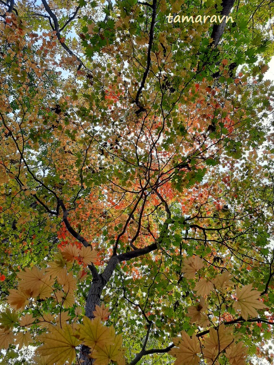 Клён ложнозибольдов (Acer pseudosieboldianum)