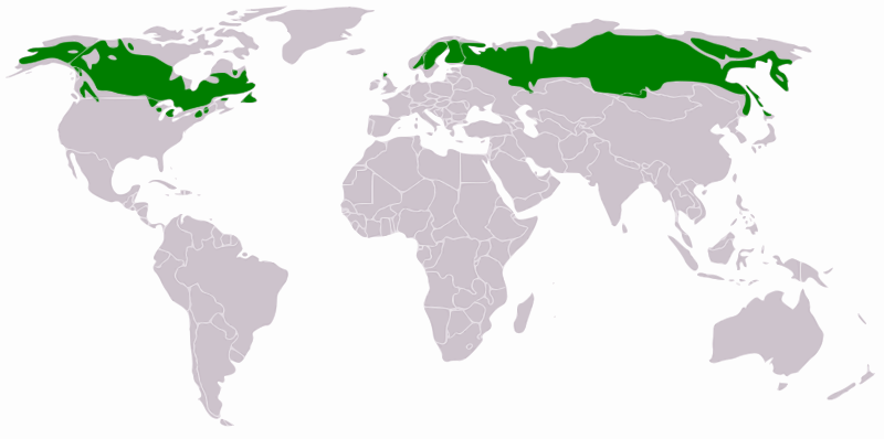 boreal forest biome. as the oreal forest,