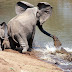 Γενναία ελεφαντίνα σώζει το μικρό της από κροκόδειλο