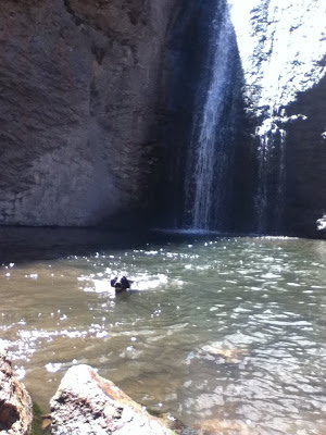 dog swimming in waterfall