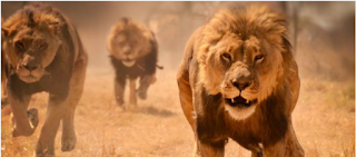 Three lions killed in US, US, Donald Trump