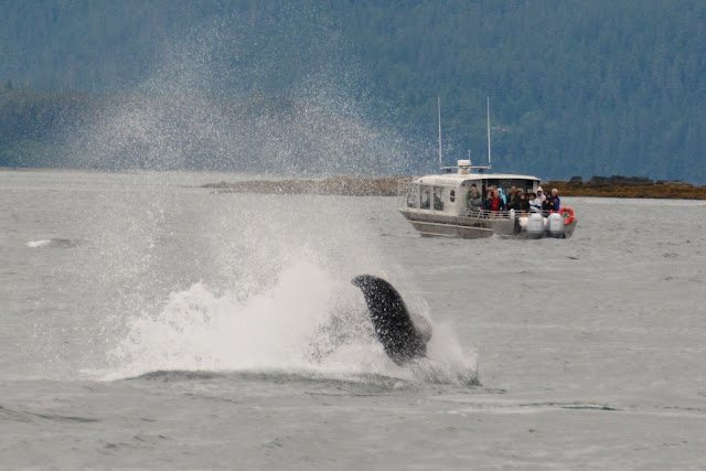 Juneau Whale watching