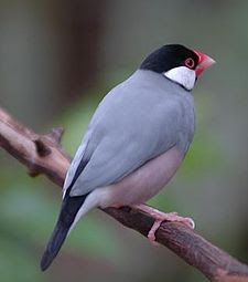 Foto Burung Gelatik Jawa