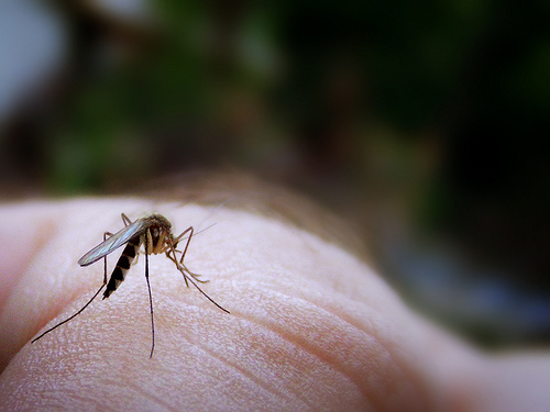Mosquito bite